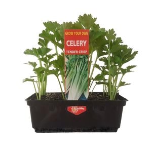 Punnet Celery - Apium graveolens Dulce