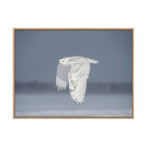 Artey | Owl in Flight IV - Framed Canvas - Natural Frame - 112 x 150cm