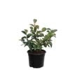 Plant Blueberry Marimba 2.0l