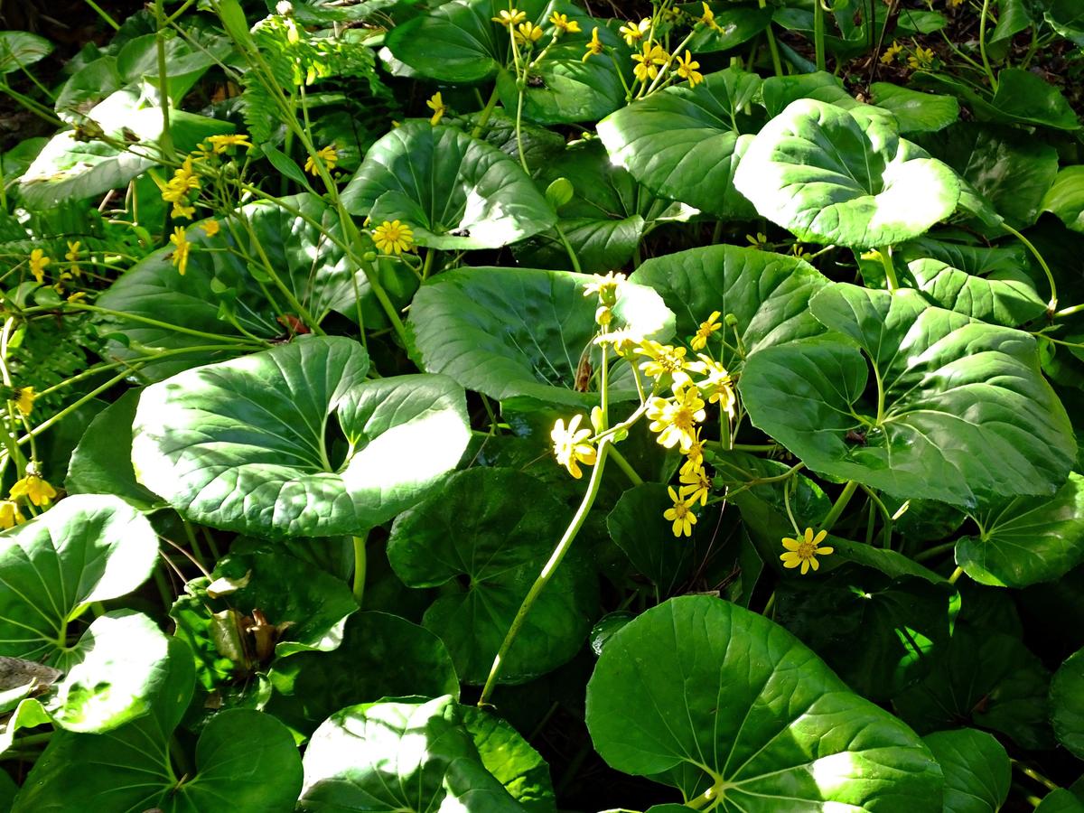 How To Grow Leopard Plant (Ligularia) - Bunnings Australia