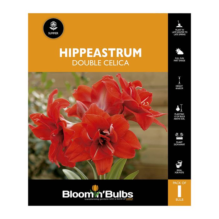 Bloomin Bulbs Hippeastrum Double Celica - 1 Pack