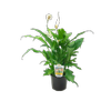12cm Cupido Peace Lilly - Spathiphyllum cochlearispathum