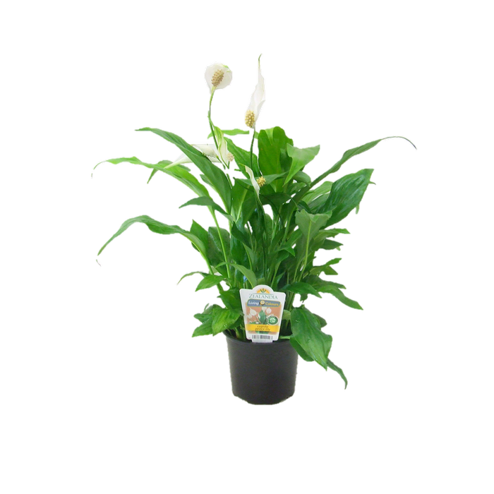 12cm Cupido Peace Lilly - Spathiphyllum cochlearispathum