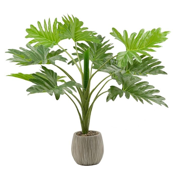 burgundy princess philodendron Philodendron 'Burgundy Princess'  Carnivero