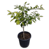 30L  Satsuma Mandarin - Citrus reticulata unishiu
