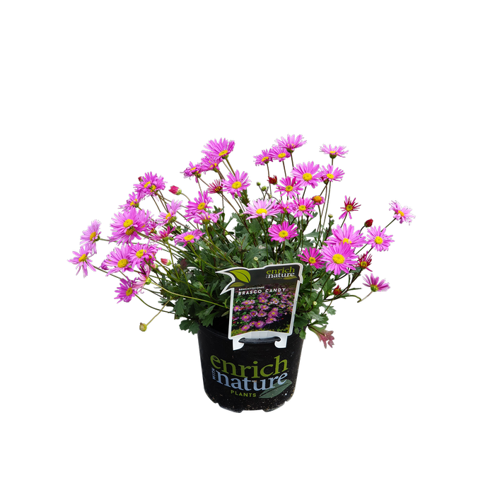 130mm Swan River Daisy - Brachycome brasco iconia