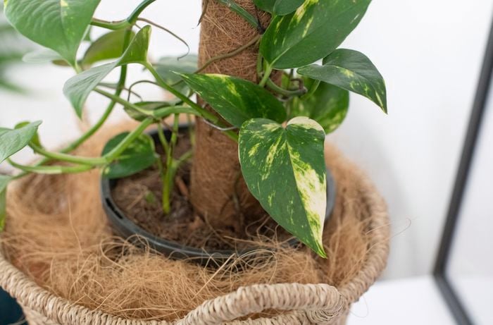 Devil's ivy growing around a piece of timber in pot.