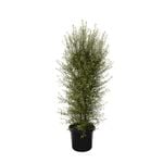 Hedging & Screening