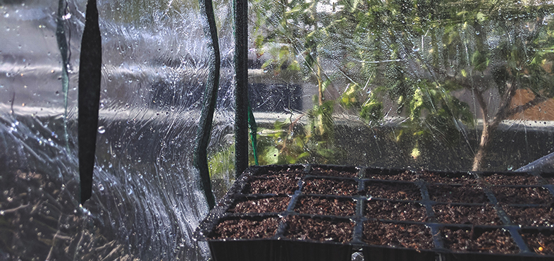 Propagation tray on shelf in greenhouse