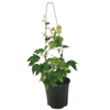 2.5L Parthenocissus Beverly Brooks - Parthenocissus tricuspidata