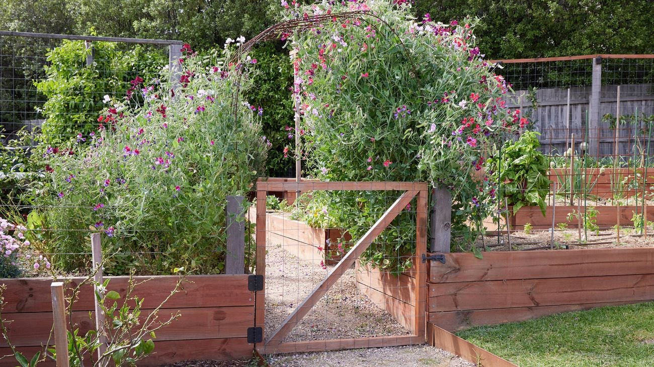 A garden with raised wooden beds filled with flowering plants, a gravel path and a wooden gate in the foreground.