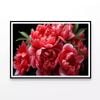 Garden Roses with Leaves  Print 100% Australian Made 90x60cm  (Poster)