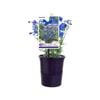 140mm Delphinium Little Blue Butterflies - Delphinium