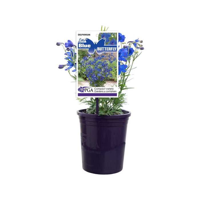 140mm Delphinium Little Blue Butterflies - Delphinium