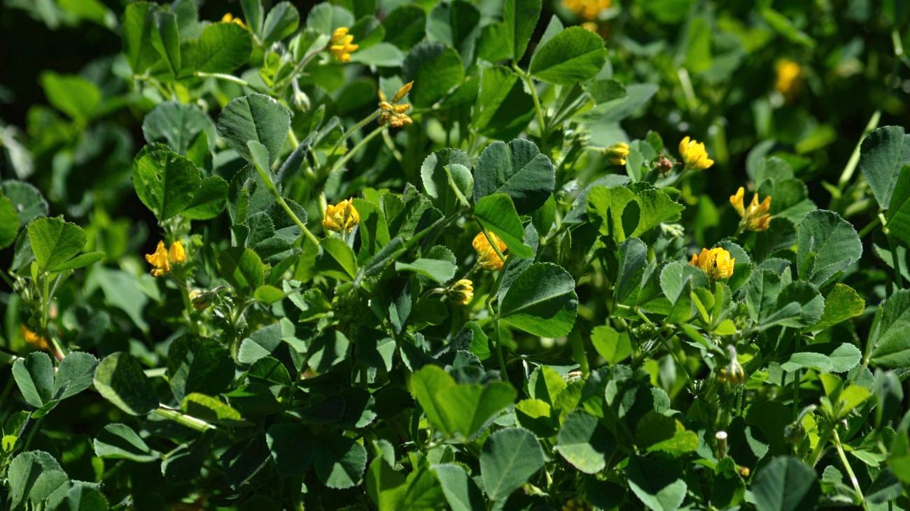 A close-up of small green plants with yellow flowers