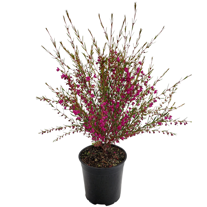 2.5L Boronia Assorted - Boronia rutaceae