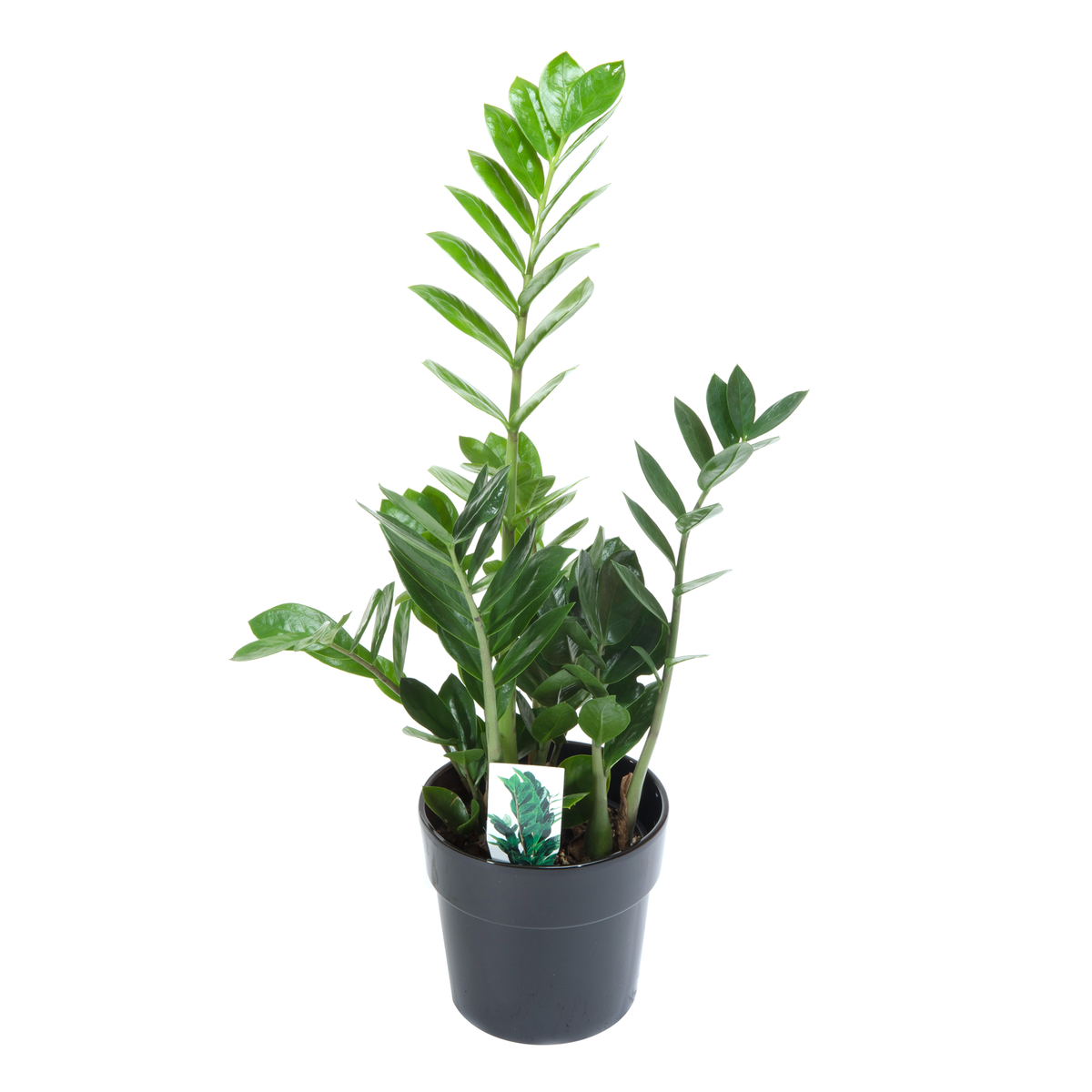 haworthia succulent plant Haworthia pumila 'Star of Ground' : Real Live Succulent Cactus Plant main image 0