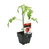 100mm Tomato Beefsteak - Lycopersicum esculentum