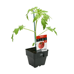 100mm Tomato Beefsteak - Lycopersicum esculentum