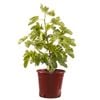 250mm Black Genoa Fig - Ficus carica