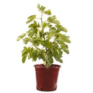 250mm Black Genoa Fig - Ficus carica