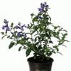 14cm Salvia So Cool Violet - Salvia microphylla Hybrid