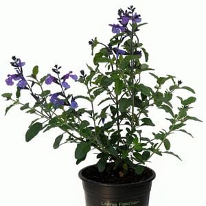 14cm Salvia So Cool Violet - Salvia microphylla Hybrid