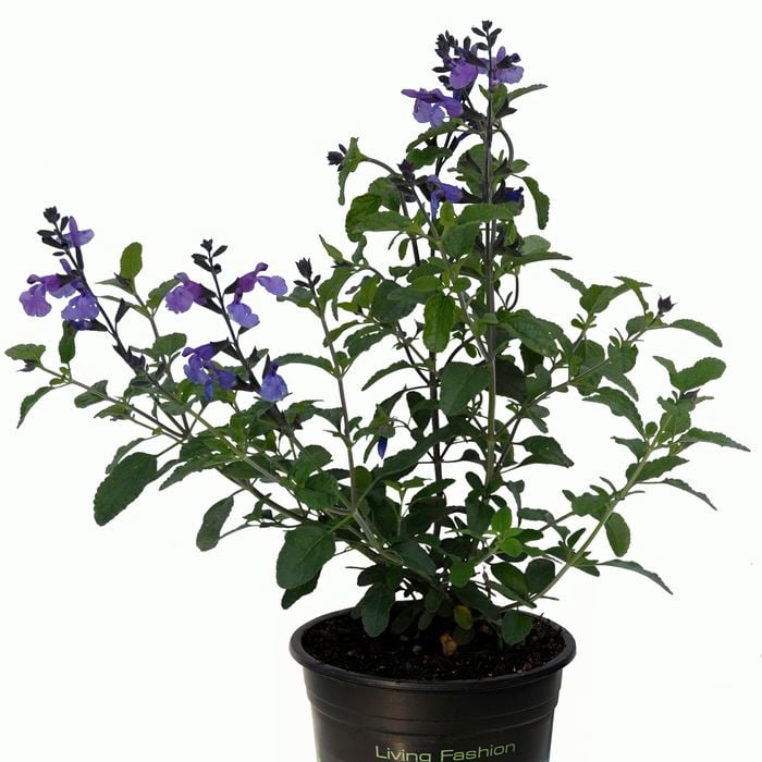 14cm Salvia So Cool Violet - Salvia microphylla Hybrid