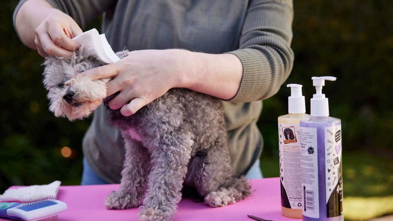 Dog sitting on pink grooming bench as expert wipes ears with wipe