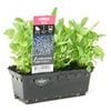 Punnet Lobelia Blue - Lobelia erinus