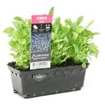Punnet Lobelia Blue - Lobelia erinus