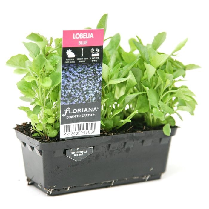 Punnet Lobelia Blue - Lobelia erinus