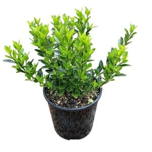 2L Emerald Gem - Euonymus fortunei