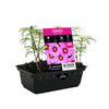 Punnet Cosmos Apollo Rose - Cosmos bipinnatus