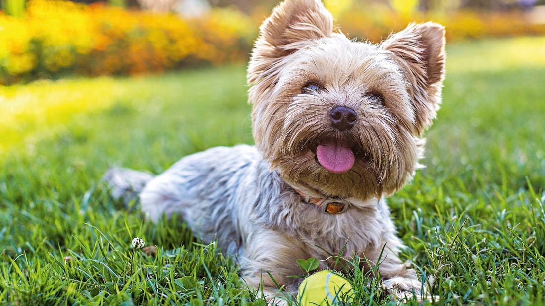 Dog playing in the backyard.