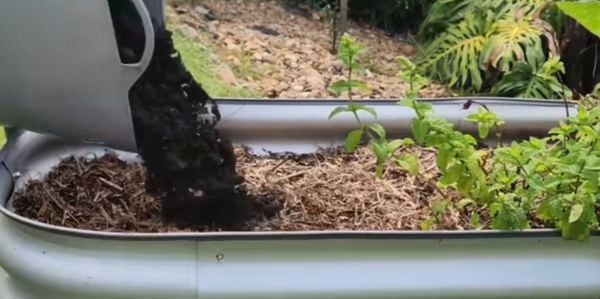 Person pouring compost into a raised garden bed