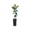 4L Tangelo Mineola Grafted - Citrus reticulata paradisi