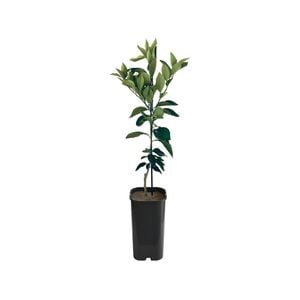 4L Tangelo Mineola Grafted - Citrus reticulata paradisi
