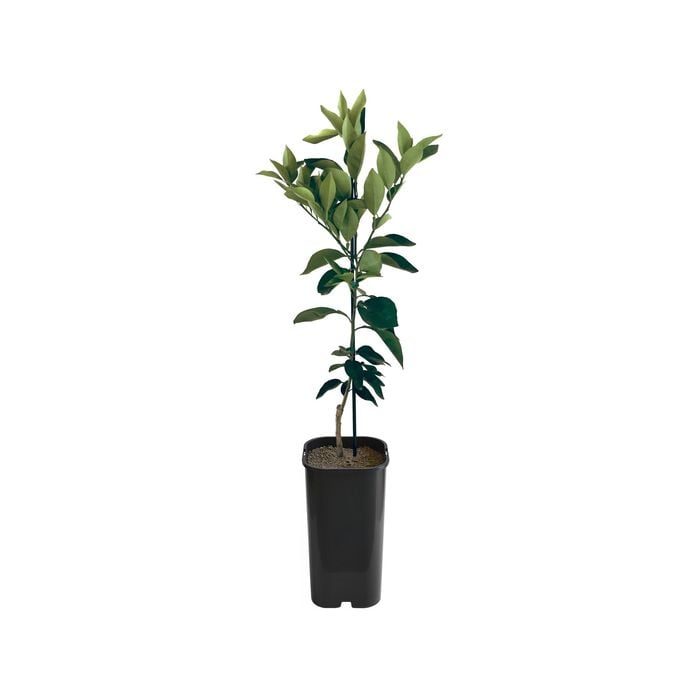 4L Tangelo Mineola Grafted - Citrus reticulata paradisi