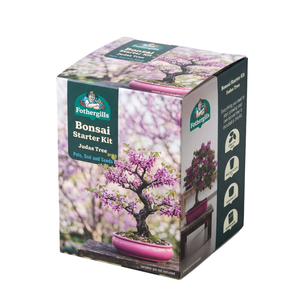 Fothergill's Judas Tree Bonsai Kit
