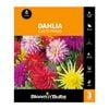 Bloomin Bulbs Dahlia Cacti Mixed - 3 Pack