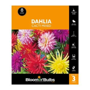 Bloomin Bulbs Dahlia Cacti Mixed - 3 Pack