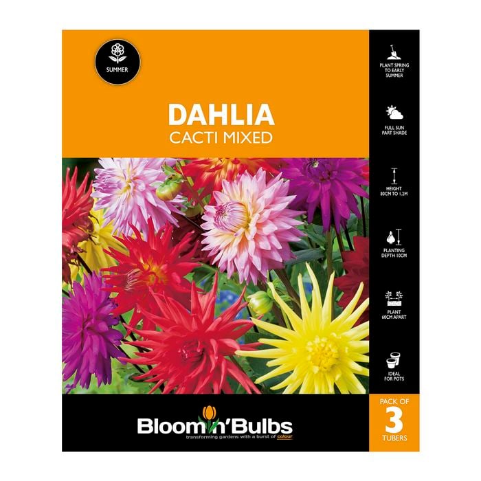Bloomin Bulbs Dahlia Cacti Mixed - 3 Pack
