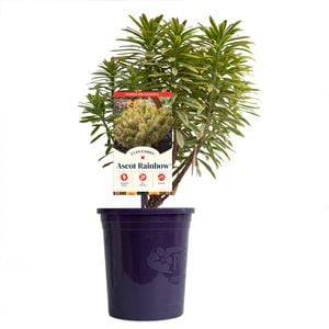 140mm Ascot Rainbow Spurge - Euphorbia martinii
