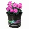 1.5L Dianthus Candy Floss Mauve - Dianthus caryophyllus