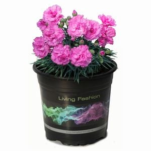 1.5L Dianthus Candy Floss Mauve - Dianthus caryophyllus