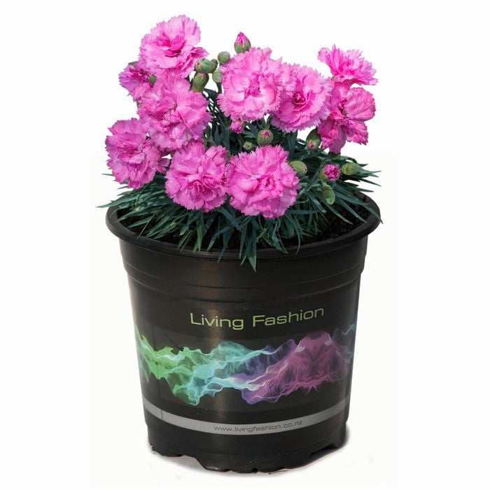 1.5L Dianthus Candy Floss Mauve - Dianthus caryophyllus