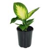 70mm Tropic Marianne - Dieffenbachia maculata