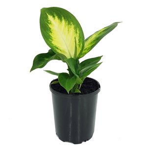 70mm Tropic Marianne - Dieffenbachia maculata