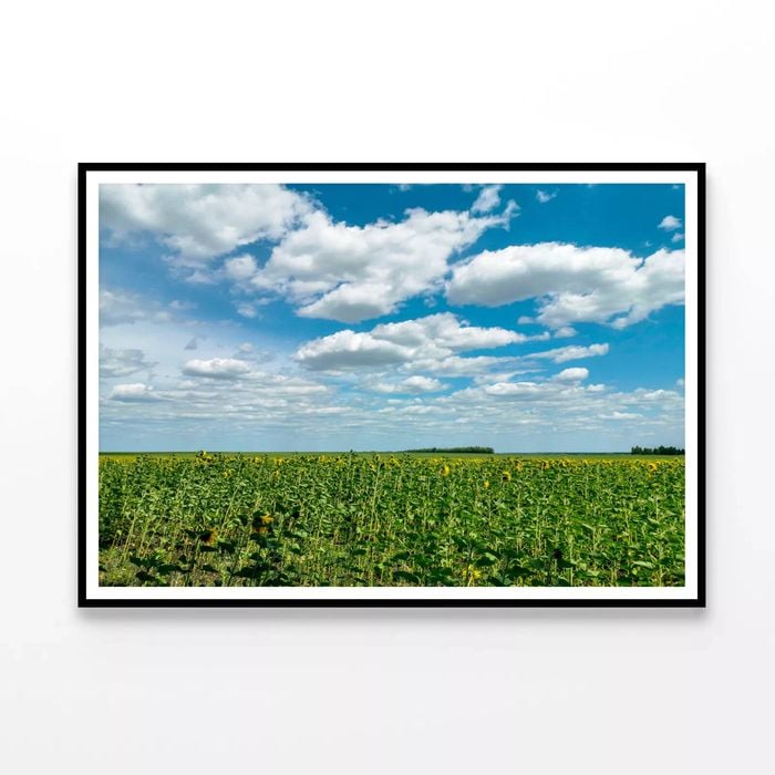 Plants under a Cloudy Sky   Print 100% Australian Made 90x60cm  (Poster)